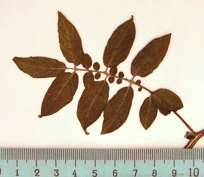 S. phureja  Syntyp 1685 leaf